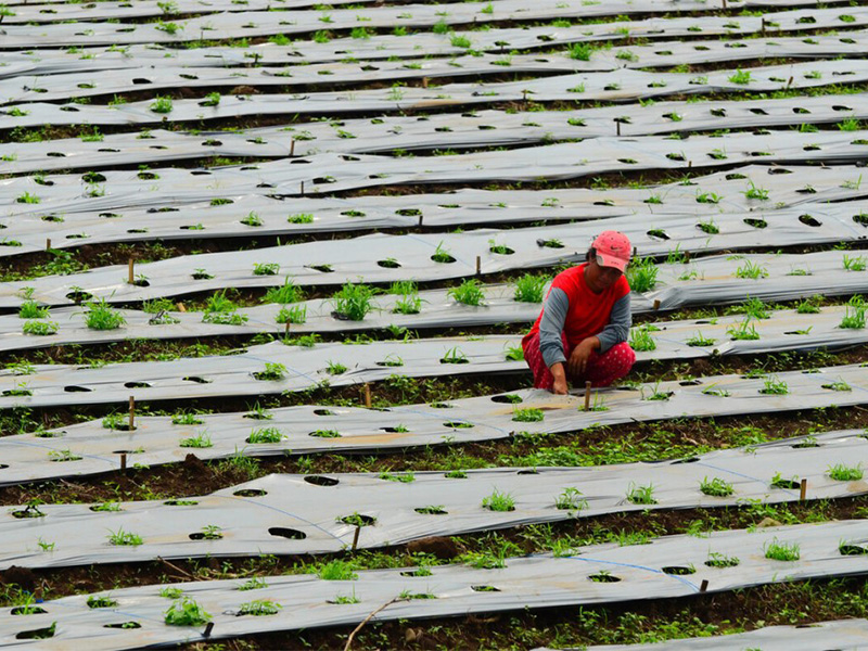 A farm in the Philippines uses plastic mulch to suppress weeds and save water. Photo credit: Asian Development Bank.