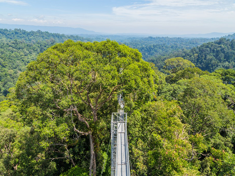 A view of Ulu Temburong National Park in Temburong District in eastern Brunei from a canopy walkway