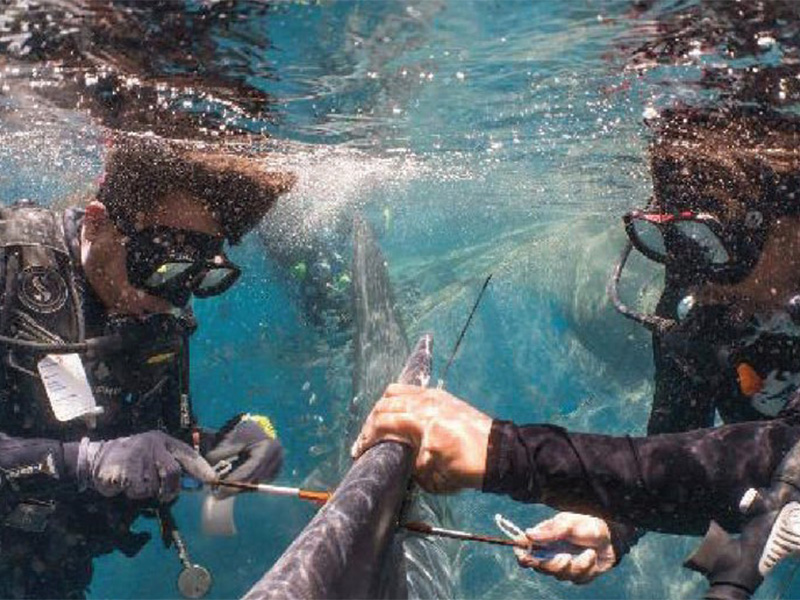 Satellite tagging. A fin-mounted satellite tag is attached to a whale shark.