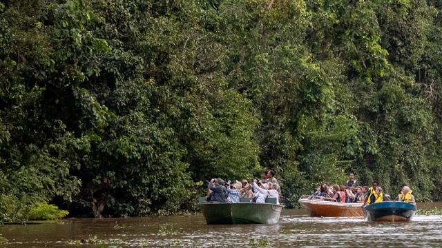 Tour boats on the Kinabatangan River in Sabah. Photo: iStock/michaelcurwood.