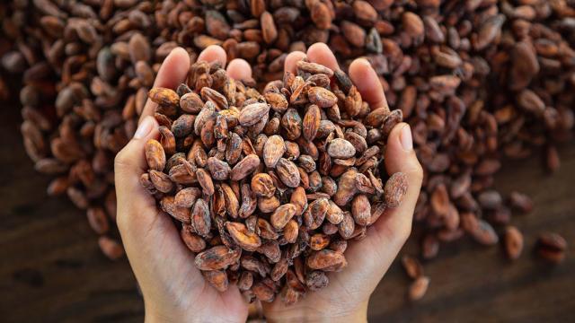 Two hands holding cacao beans