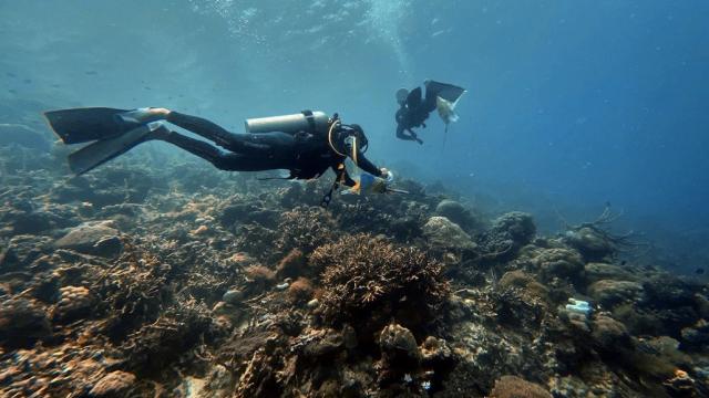 Divers are searching and removing the crown of thorns around Datoy Island in Coron, Palawan, Philippines, to conserve the coral reefs. Photo credit: Asian Development Bank.