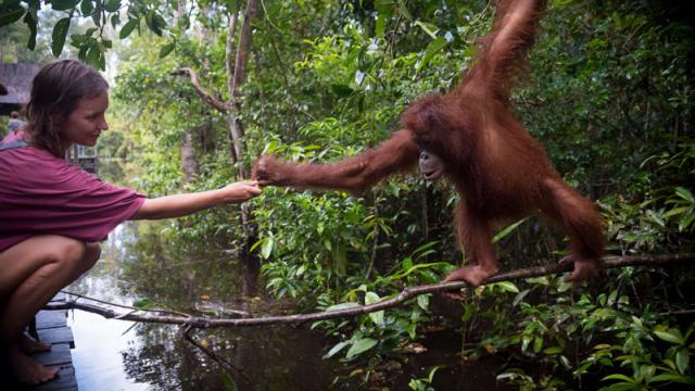 A visitor hands a banana to an orangutan in Kalimantan. Photo credit: iStock/Joel Carillet.
