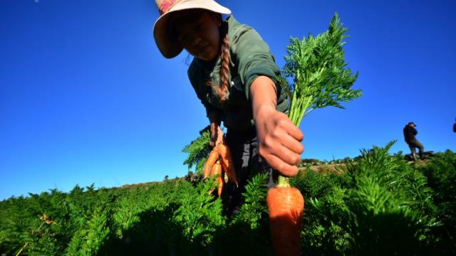 	A vegetable farmer is pulling out carrots from the ground in the high elevation farms of Atok, Benguet, Philippines. Photo credit: Asian Development Bank.
