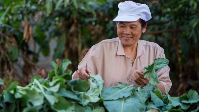 A woman tending to organic vegetables in Thailand.
