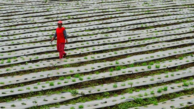 A farmer walking past plastic-covered plots in the Philippines.
