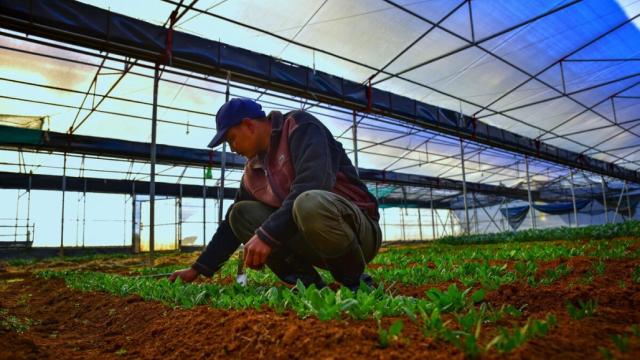 An agricultural worker surveys seedlings inside a greenhouse in the Philippines. Photo credit: Asian Development Bank.