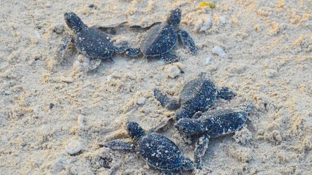 Turtle hatchlings released at the Turtle Islands sanctuary. Photo credit: Mindanao Development Authority.